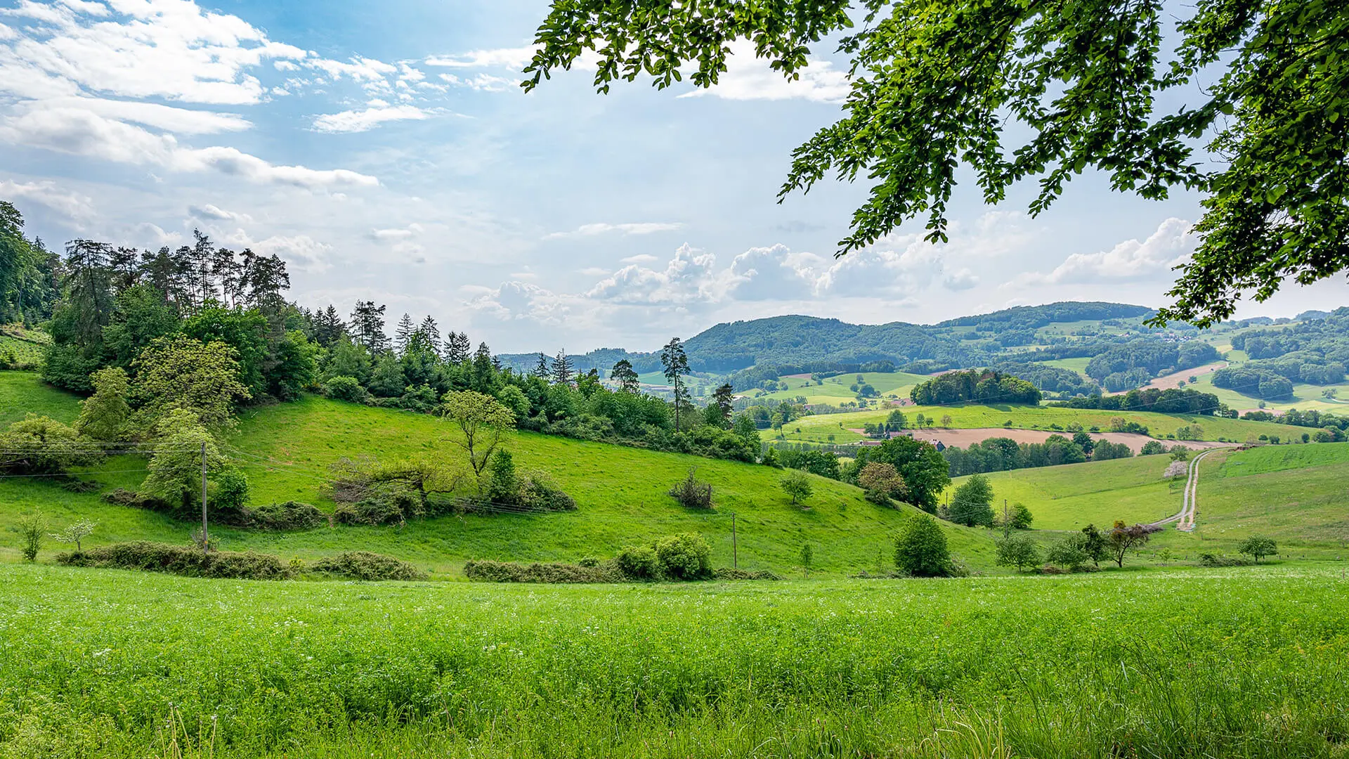 Consorzio Fitosanitario Provinciale di Parma - Piante e colline