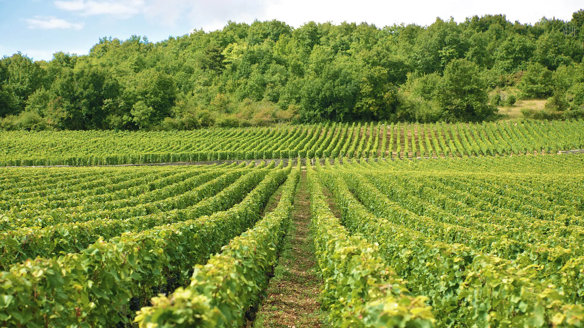 Consorzio Fitosanitario Provinciale di Parma - Vigne