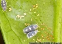 Aleurocanthus spiniferus su foglia