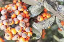 Aleurocanthus spiniferus e bacche