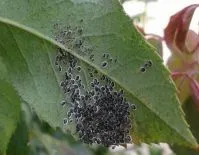 Aleurocanthus spiniferus su foglia