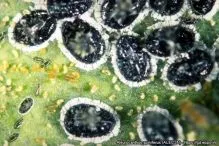 Aleurocanthus spiniferus da vicino