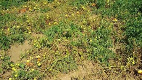 Avvizzimento batterico delle solanace