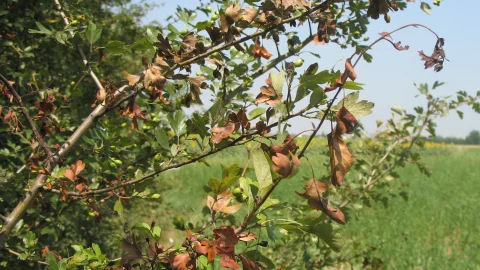 Colpo di fuoco batterico