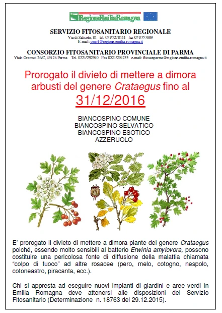Crataegus_2016