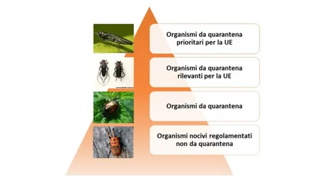 Nuove definizioni per gli organismi nocivi
