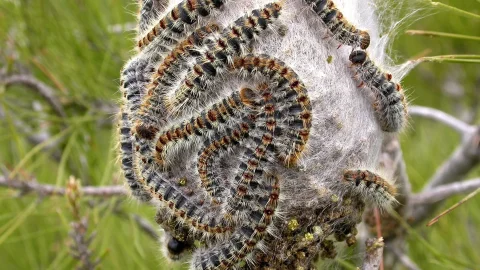 Processionaria del pino