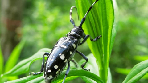 Tarlo asiatico dalle lunghe antenne