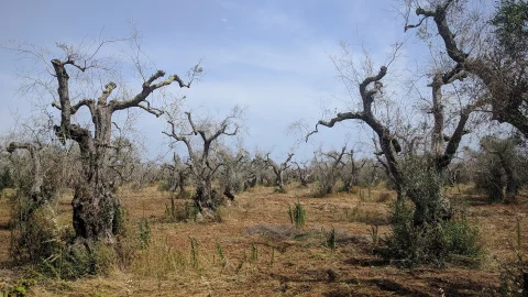 Xylella Fastidiosa